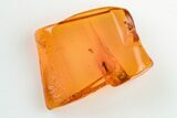 Detailed Fossil Fly (Diptera) In Baltic Amber #200152-1